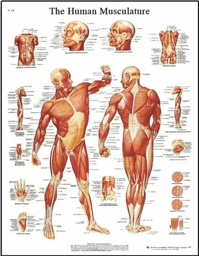 인체 근육 차트 Human Skeleton Chart Vr1118L - 한국건강교육